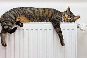 Cat asleep on radiator after finding it's ideal temperature